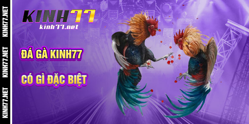 Đá Gà KINH77 Có Gì Khác Biệt So Với Nhà Cái Khác?