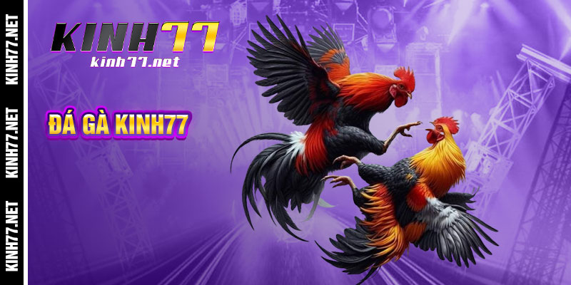 Đá Gà Kinh77